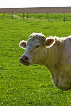 Vache