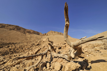 Dead tree in Judea desert.