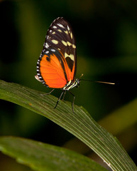 Yellow Tiger Longwing Butterfly