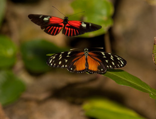 Yellow Tiger Longwing Butterfly and Red Postman Butterfly