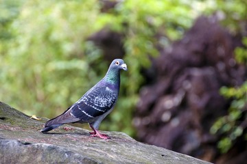 pigeon