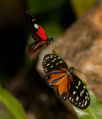 Yellow Tiger Longwing Butterfly and Red Postman Butterfly