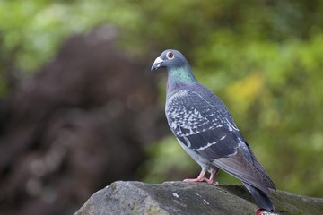 pigeon