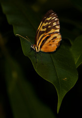 Yellow Tiger Longwing Butterfly