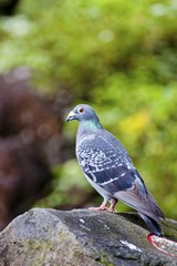 Fototapeta premium pigeon