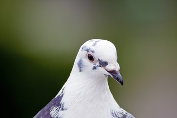 pigeon