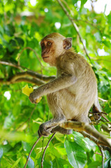 Monkey