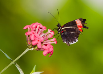 Red Postman Mimic Butterfly