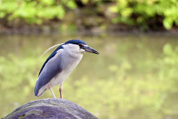 Black-crowned Night Heron