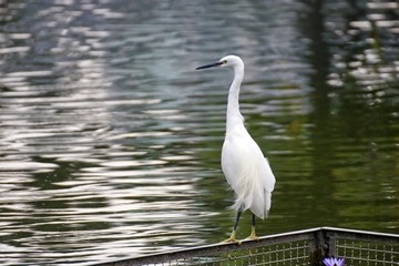 Little Egret