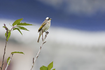 Chinese Bulbul
