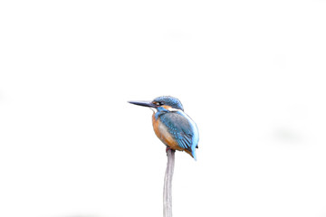 common kingfisher