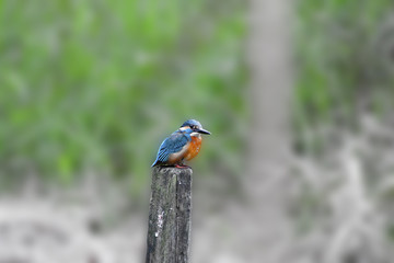 common kingfisher