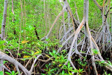 Mangrove forest in Colombia. HDR image