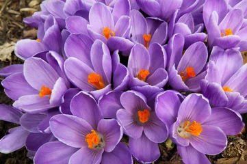 Crédence de cuisine en verre imprimé Crocus Clump of purple crocus flowers