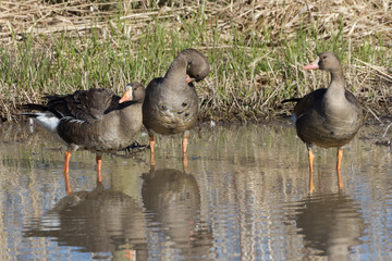 White fronted Goose
