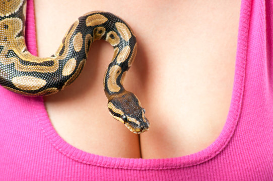 Small python crawling over young woman breasts