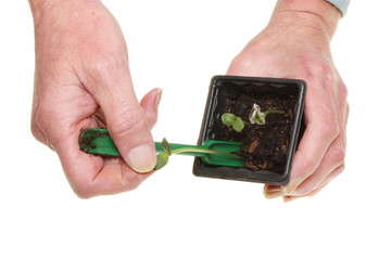 Hands with seedlings
