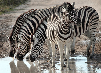 Fototapeta na wymiar grupa zebr