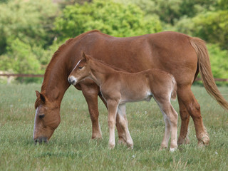 Fototapeta premium Suffolk Punch Mare and Foal