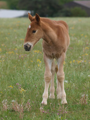 Suffolk Punch Foal