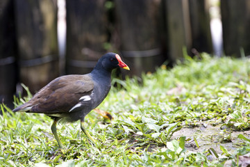 Obraz premium Common Moorhen