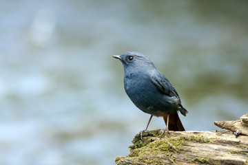 Plumbeous Water Redstart