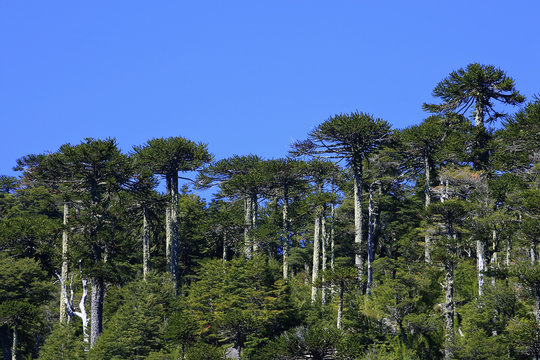 For&ecirc;t d'Araucaria - Chili