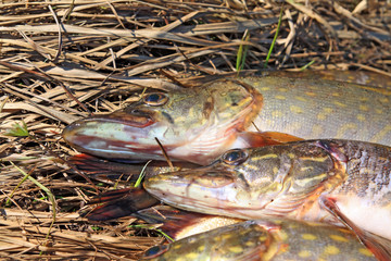 greater pikes on dry herb