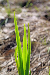 spring sedge amongst dry herb