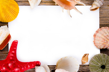 Shells on wood background