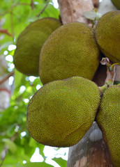 Jackfruit