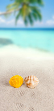 shells on sand beach