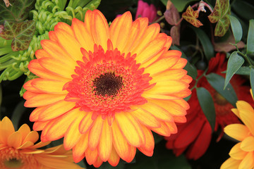 multicolored gerbera arrangement in vivid colors