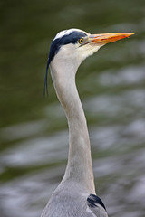Graureiher - Ardea cinerea