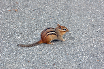Obraz premium Eastern chipmunk