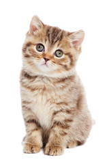Fototapeta na wymiar British Shorthair kitten cat isolated