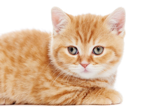closeup little British Shorthair red kitten