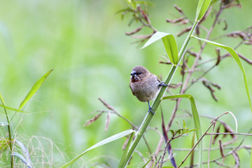 Scaly-breasted Munia