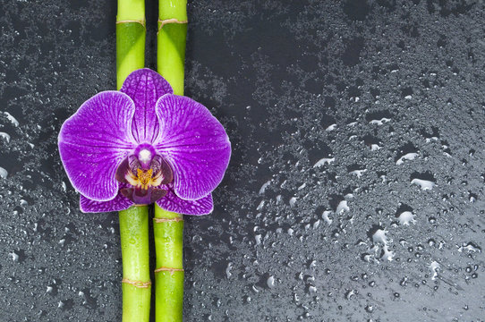 Orchidee mit Bambus auf Schieferplatte