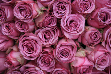 Obraz na płótnie Canvas big group of pink roses