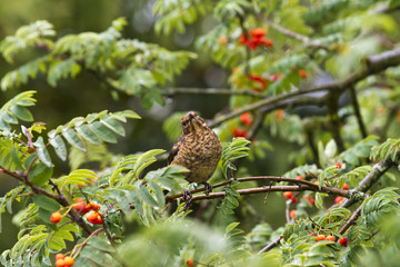 Amsel sitzt im Baum mit grünen Blättern und roten Beeren