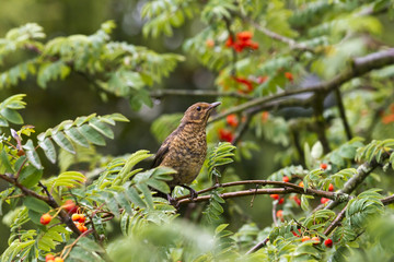 Amsel sitzt im Baum mit grünen Blättern und roten Beeren