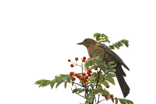 Amsel sitzt im Baum mit gr&uuml;nen Bl&auml;ttern und roten Beeren freigestellt