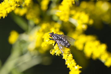 Fliege