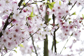 white cherry blossoms