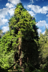 Fototapeta premium Sequoia tree