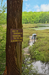 Protected Natural Bog