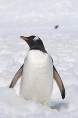 Wandcirkels aluminium Pinguïn in de sneeuw © frog