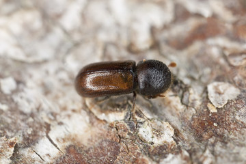 Bark borer beetle on wood extreme close-up